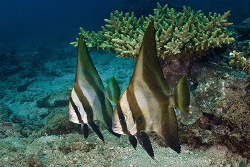 Pair of juvenile Batfish.  Ningaloo Reef, Western Austral... by Ross Gudgeon 